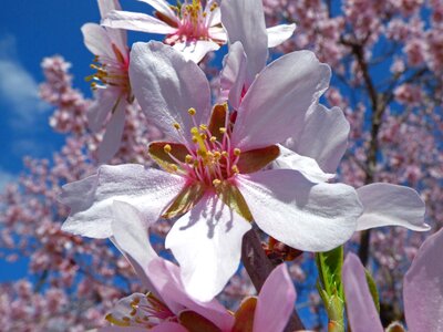 Foreground almond tree florir
