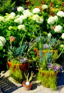 Horticultural display - Coastal Maine Botanical Gardens - DSC03262