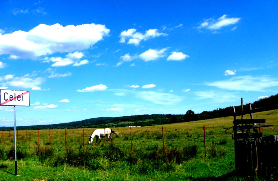 Horse pasture in Celei, Tismana