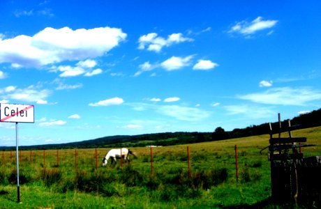 Horse pasture in Celei, Tismana