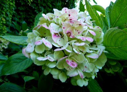 Hortensias Jardin de Bagatelle
