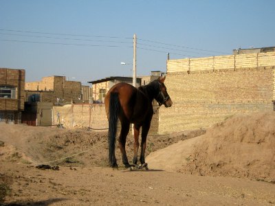 Horse - Near Hakim Hospital of Nishapur 33
