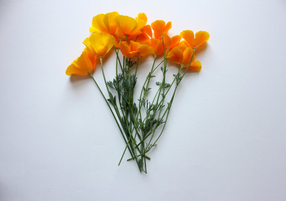 Orange usa natural