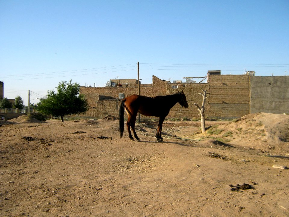 Horse - Near Hakim Hospital of Nishapur 23