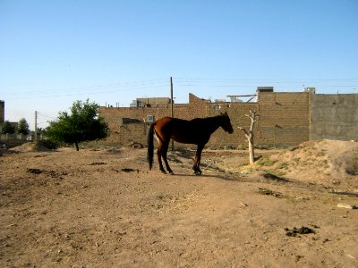 Horse - Near Hakim Hospital of Nishapur 23
