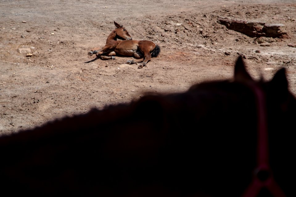 Horses in Iran - Kavir National Park 16