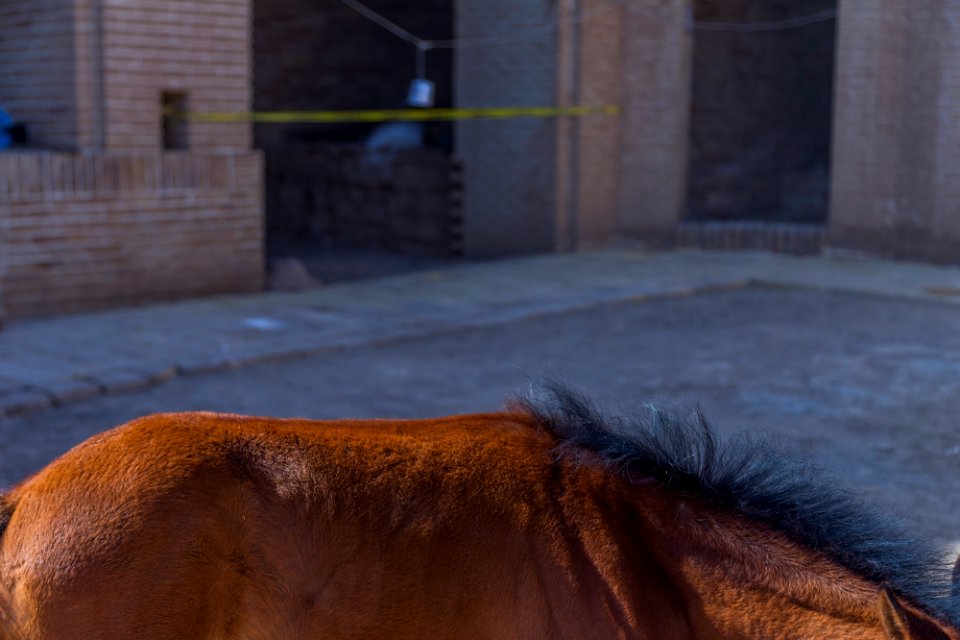 Horses in Iran - Kavir National Park 15