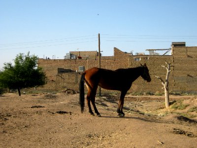 Horse - Near Hakim Hospital of Nishapur 24