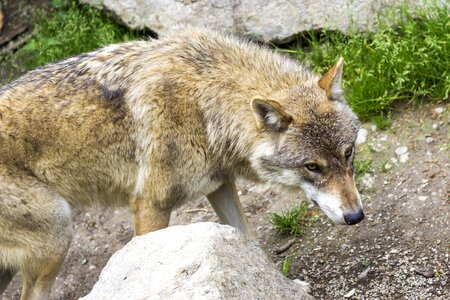 Canis lupus predator fur