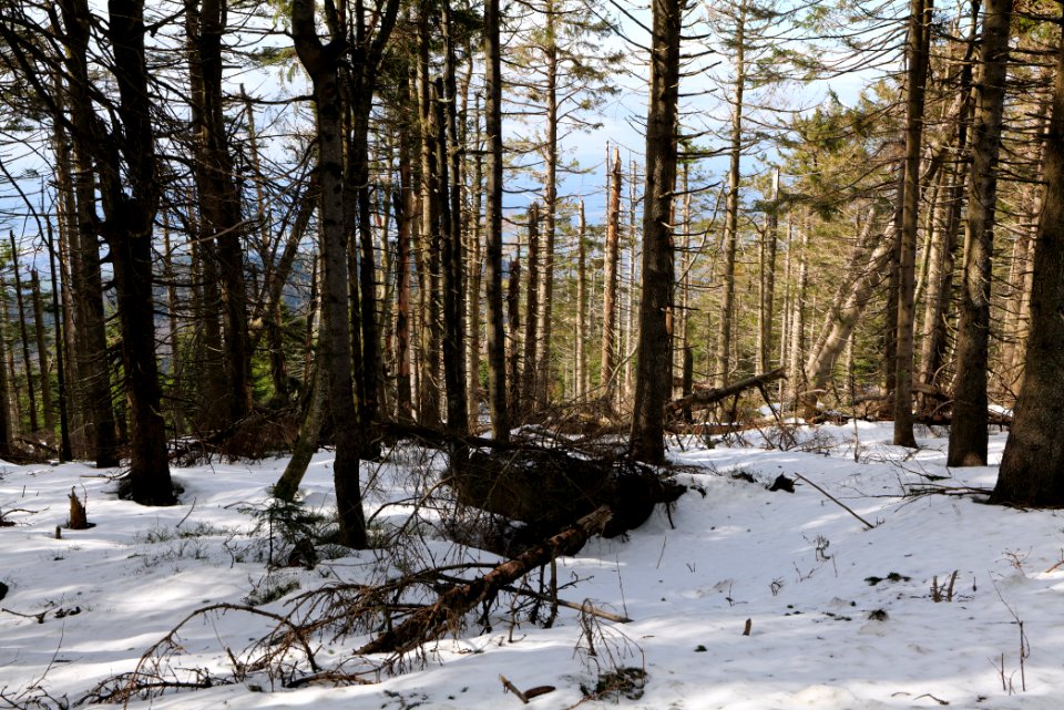 Hornisgrinde 2020-03-14 01