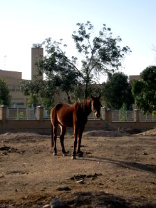 Horse - Near Hakim Hospital of Nishapur 07