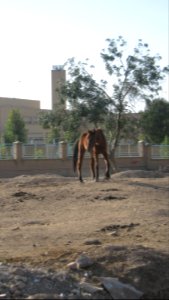 Horse - Near Hakim Hospital of Nishapur 02