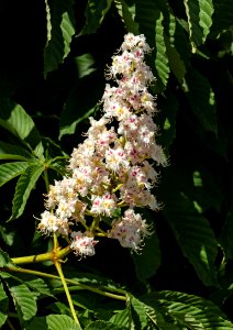 Horse chestnut flowers in Brodalen 4