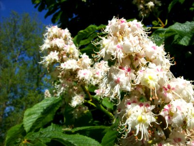 Horse Chestnut blossom