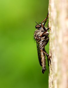 Horsefly (49308990)