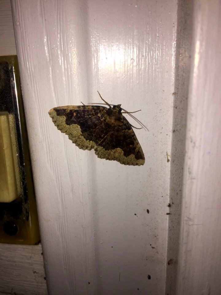 Horrid Zale Moth Durham NC
