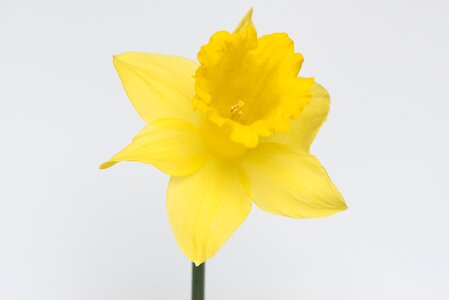 Bloom petals yellow