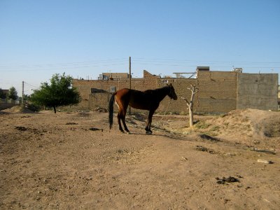 Horse - Near Hakim Hospital of Nishapur 16