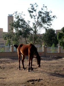 Horse - Near Hakim Hospital of Nishapur 10