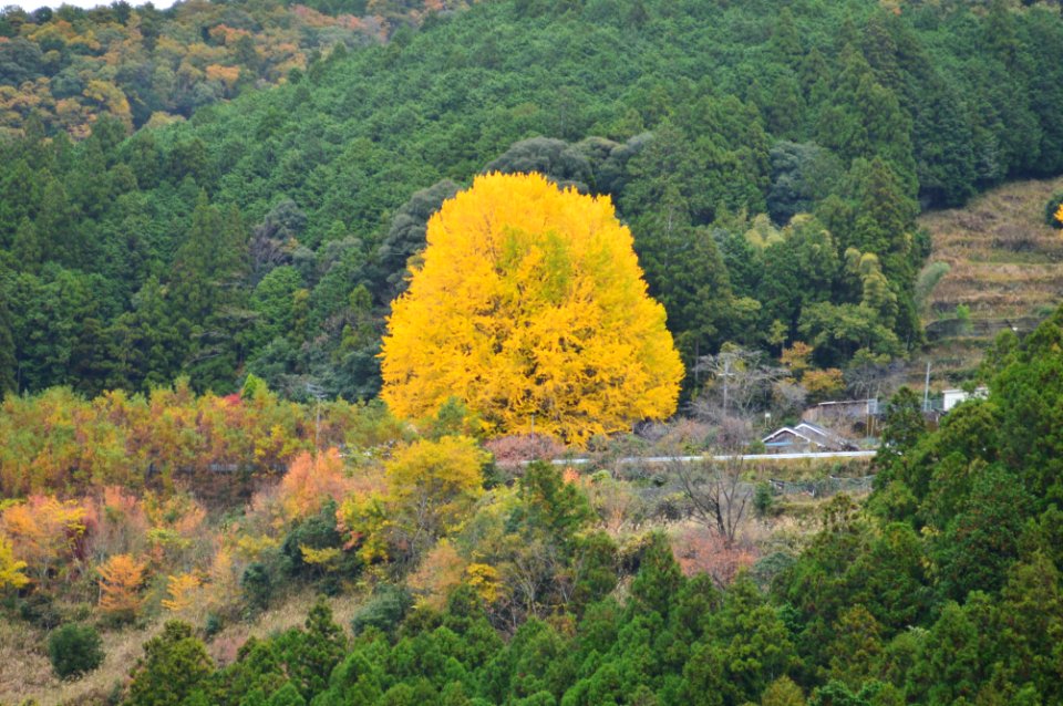 Hosenji (Tanabe, Wakayama), icho-1