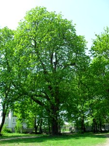 Horse-chestnut Pyszczyn