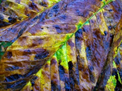 Horse Chestnut leaf in autumn 2