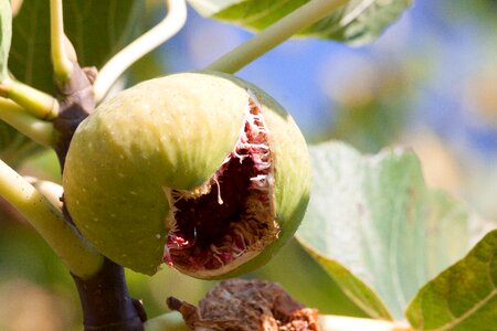Meat pulp fruit