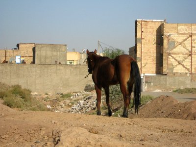 Horse - Near Hakim Hospital of Nishapur 36