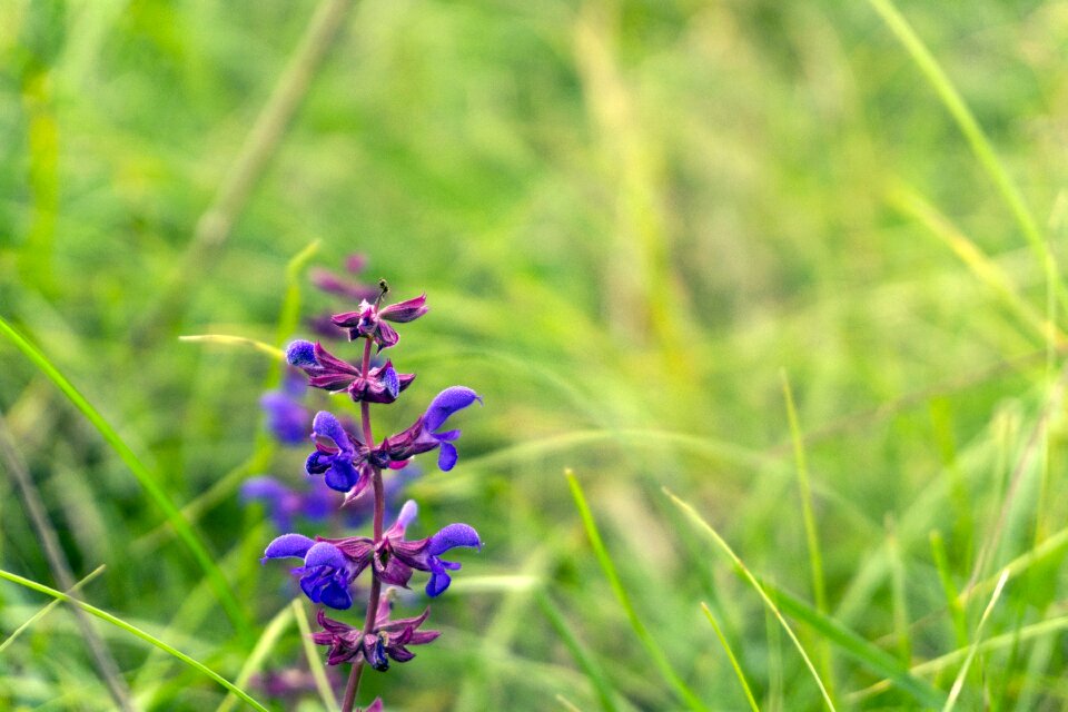 Wild flower violet long