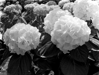 Hortensia's in de kas van fa D Baardse in Aalsmeer, Bestanddeelnr 190-0675