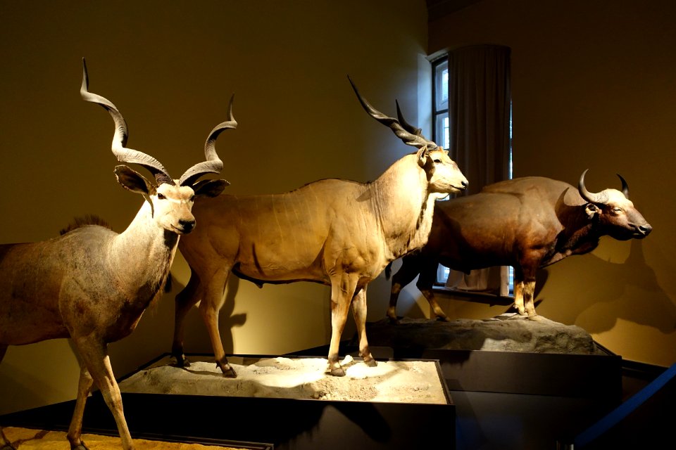Horned beasts - Museum fur Naturkunde, Berlin - DSC00214