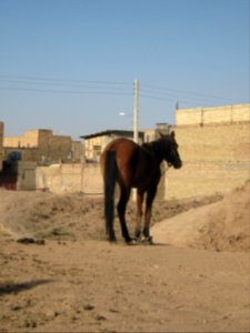 Horse - Near Hakim Hospital of Nishapur 27