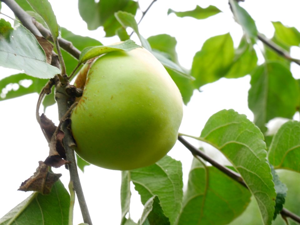 Horneburger Pfannkuchen Freilichtmuseum Roscheider Hof Frucht H8
