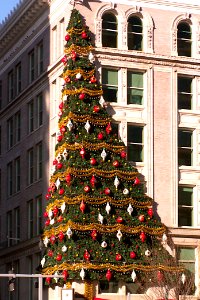 Horne’s Christmas tree, 2020-11-12