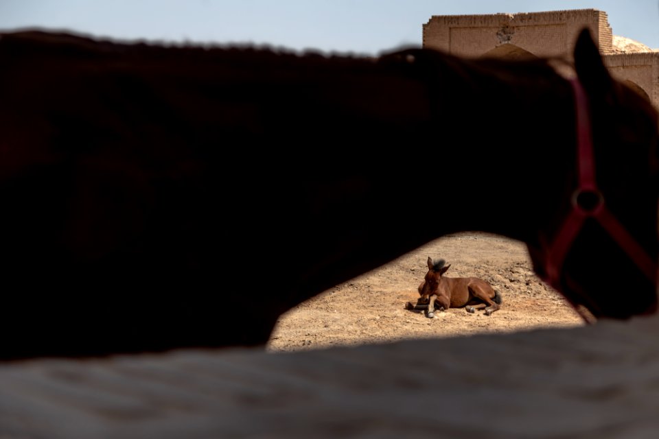 Horses in Iran - Kavir National Park 17