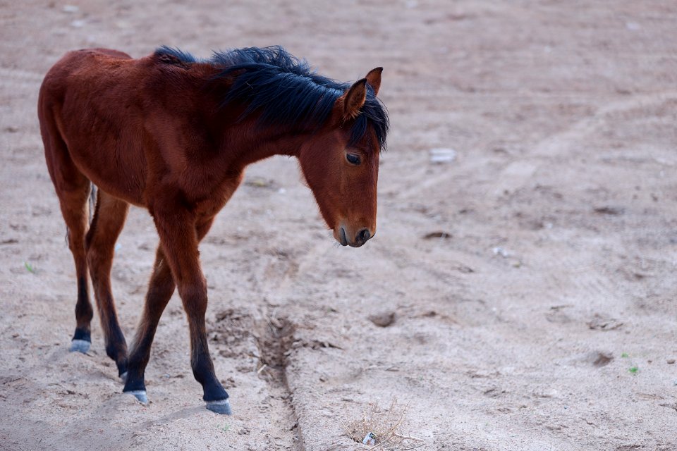 Horses in Iran - Kavir National Park 09