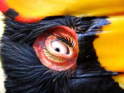 Hornbill eyelash