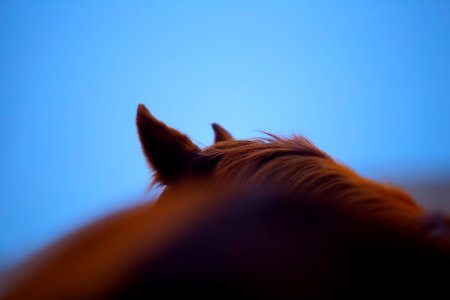 Horses in Iran