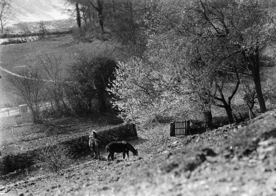 Horses grazing (1295016)