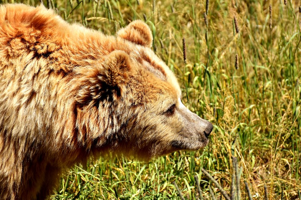 Brown bear nature park wild animal