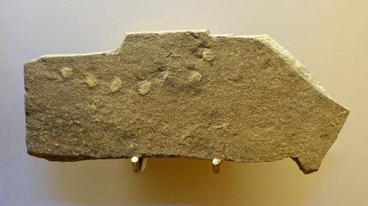 Horodyskia fossils, about 1.4 billion years old - Redpath Museum - McGill University - Montreal, Canada - DSC07903