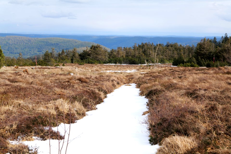 Hornisgrinde bog 2020-03-14 10