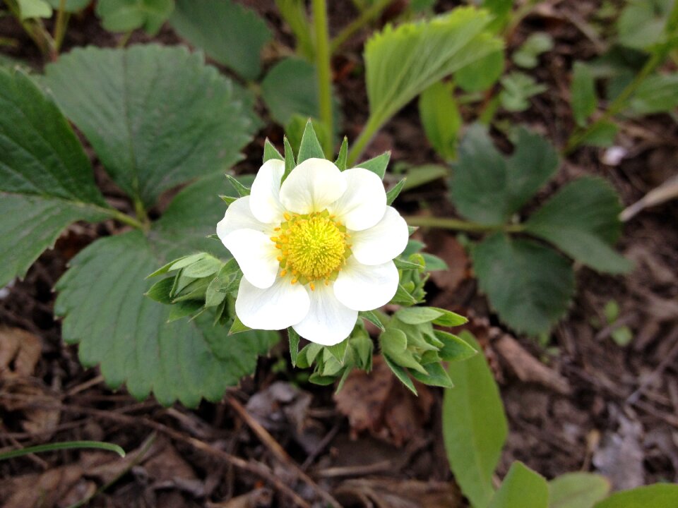 Garden berry garden strawberry
