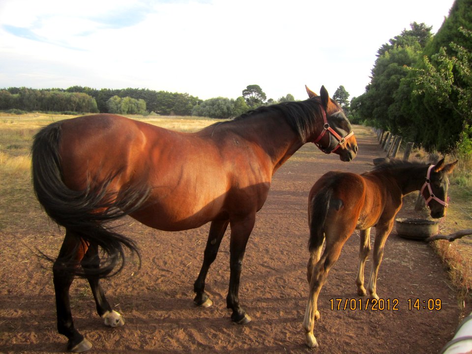 Horse and a foal