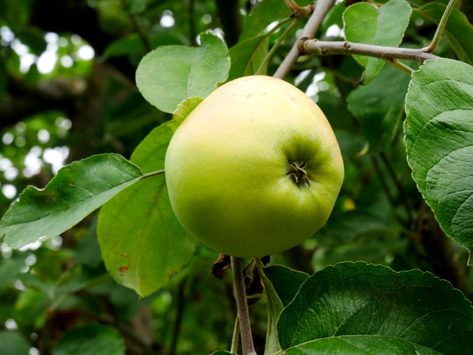 Horneburger Pfannkuchen Freilichtmuseum Roscheider Hof Frucht H7