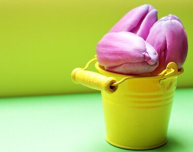 Yellow bucket purple purple tulips photo