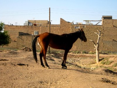 Horse - Near Hakim Hospital of Nishapur 15