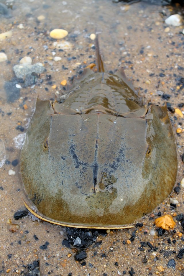 Horseshose crab from front