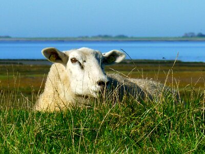 Lying nature livestock