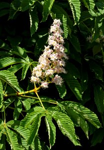 Horse chestnut flowers in Brodalen 5